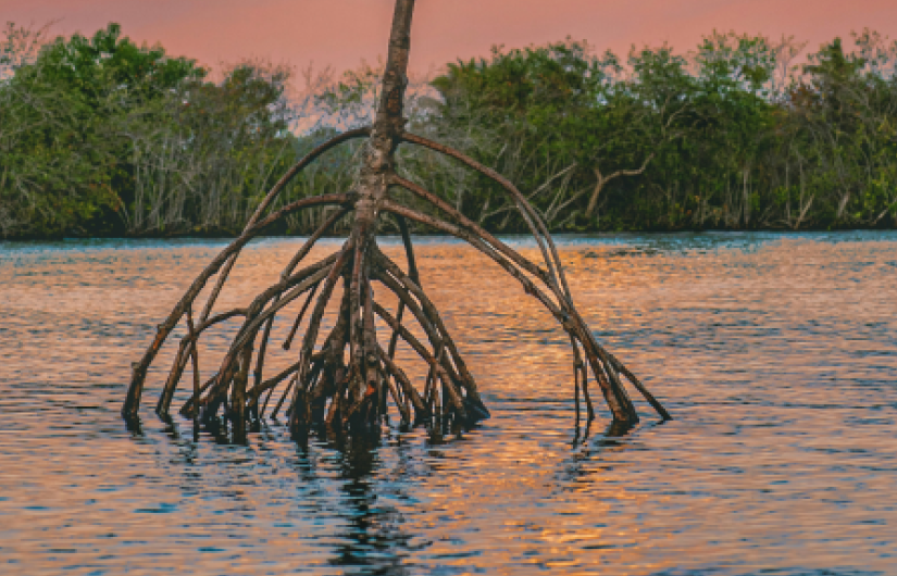 Mangrove Park